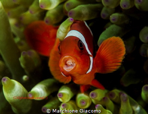 Clown fish with parasitic
Lembeh strait.
Nikon D800E , ... by Marchione Giacomo 